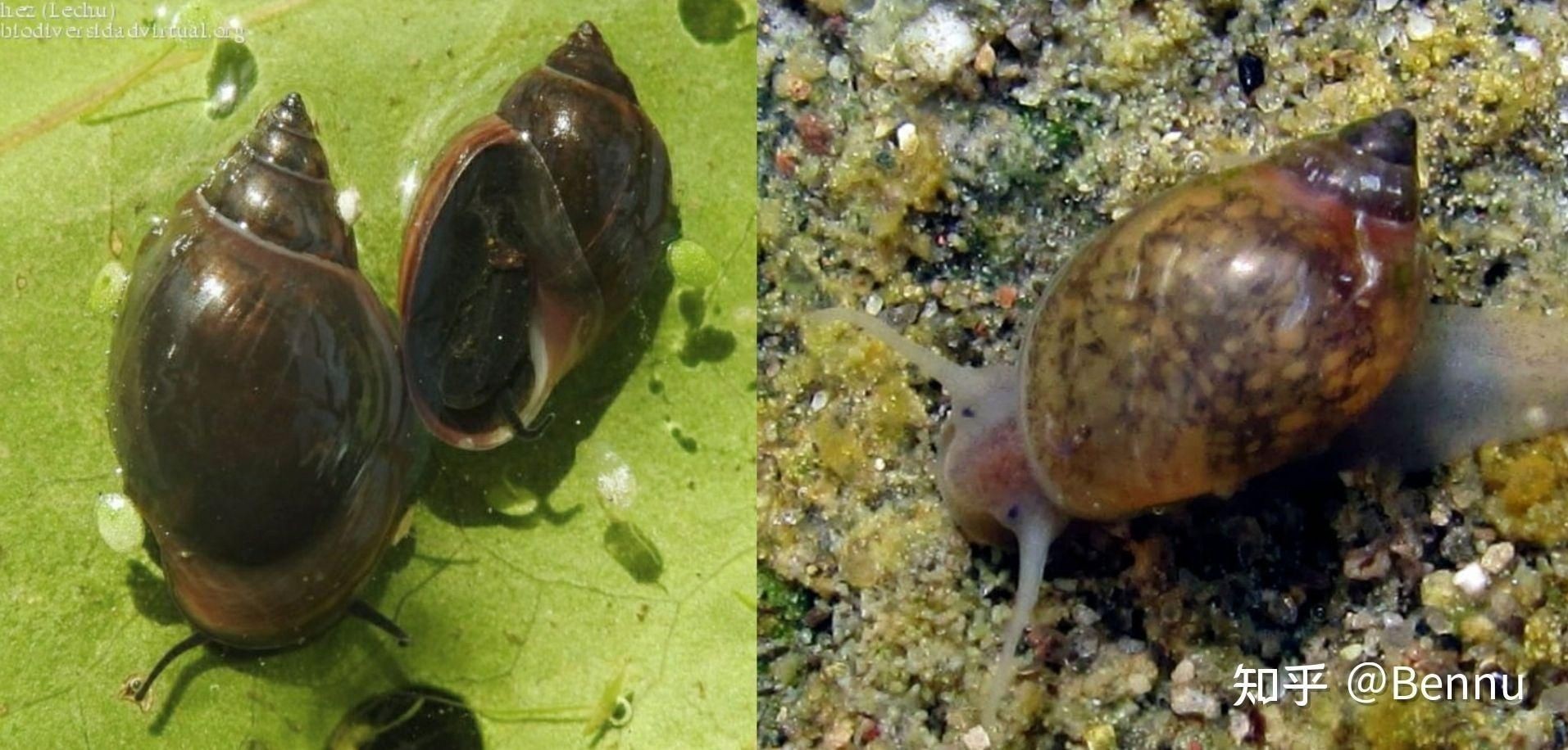魚缸中的螺類繁多，各有不同的用途和用途，魚缸常見螺：常見的魚缸螺類