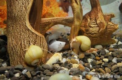 魚缸中的螺類繁多，各有不同的用途和用途，魚缸常見螺：常見的魚缸螺類