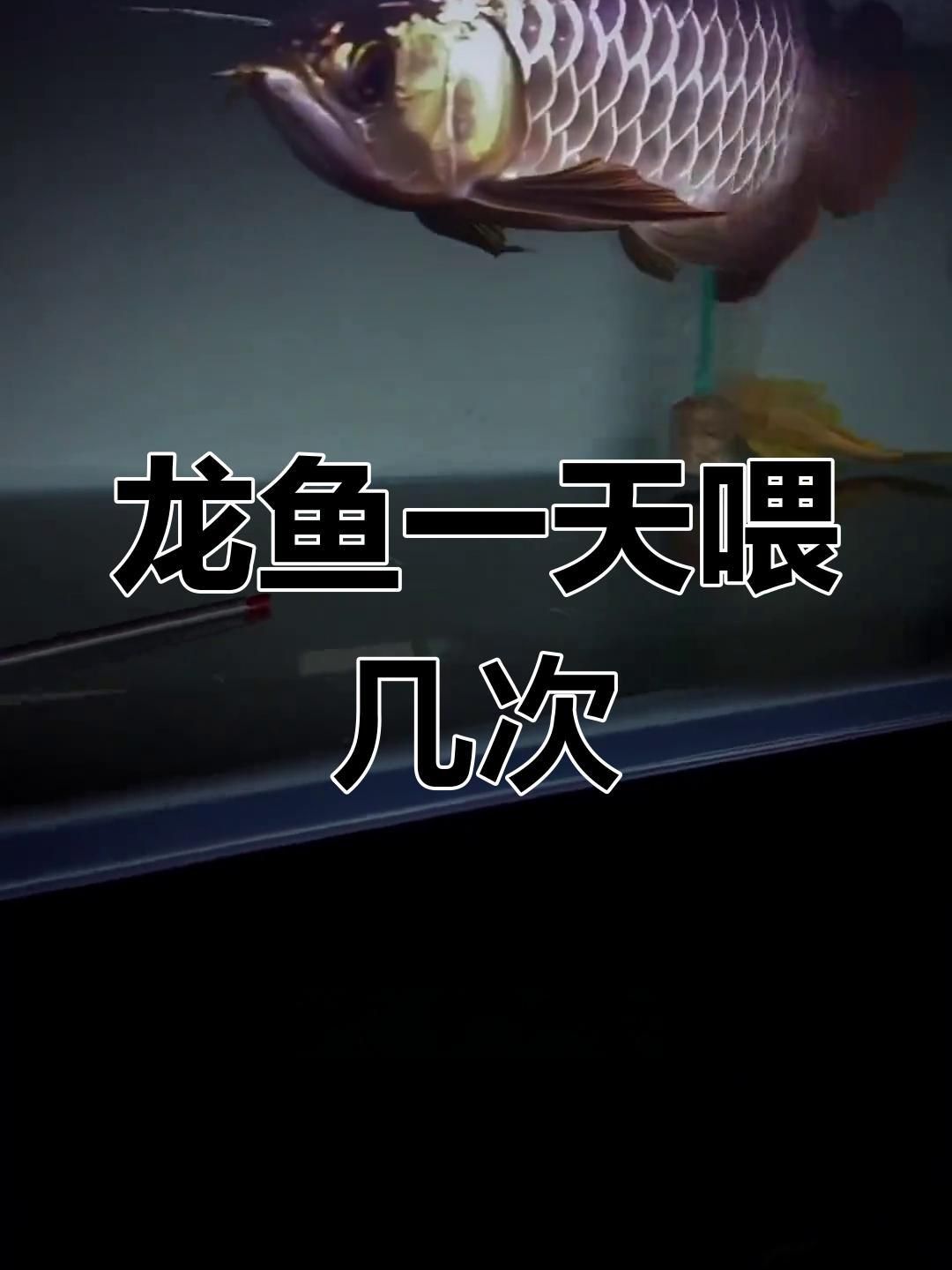 龍魚的最佳投喂頻率