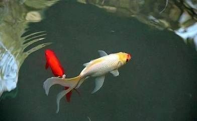 養龍魚被認為具有旺財的作用，養龍魚的風水吉兇圖：養龍魚的風水吉兇圖