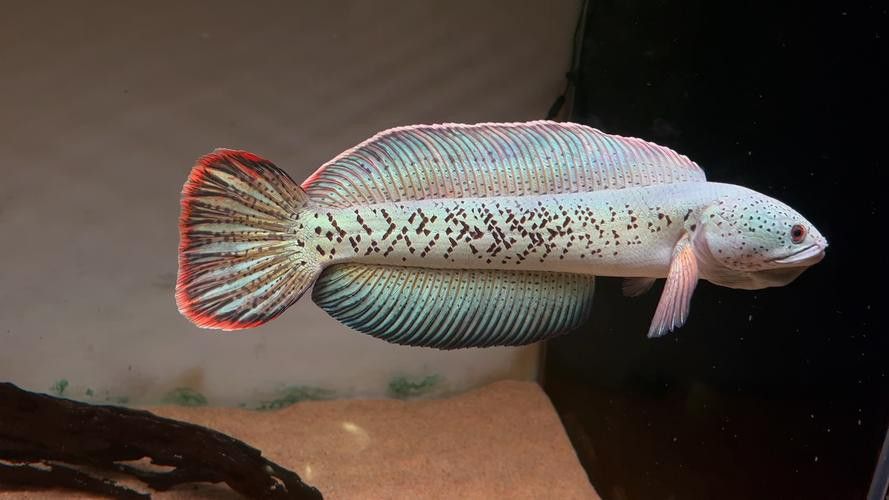 哪個雷龍魚好看又漂亮