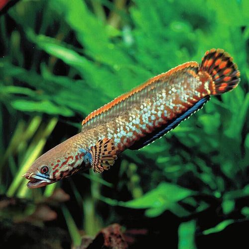 哪個雷龍魚好看又漂亮