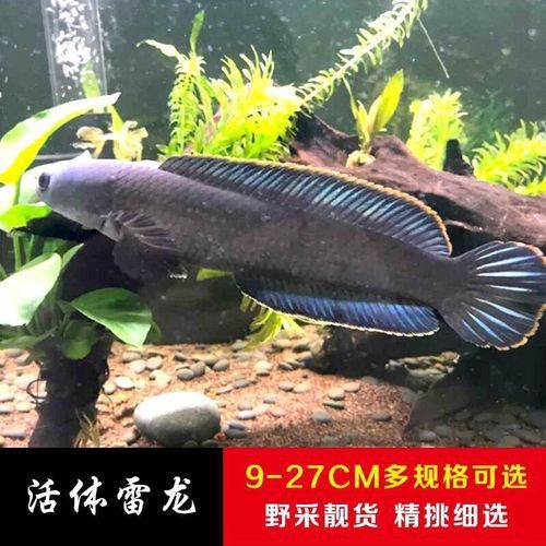 哪個雷龍魚好看又漂亮