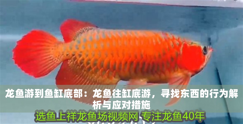 龍魚游到魚缸底部：龍魚往缸底游，尋找東西的行為解析與應對措施