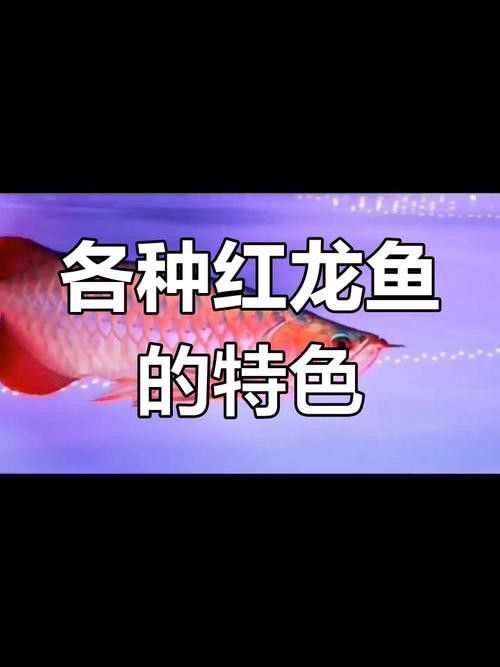 紅龍魚品牌等級分類圖片大全集及價格