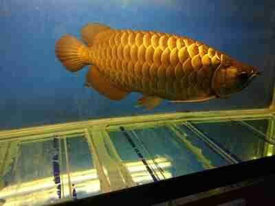 金龍魚照片真實照片高清圖：關于金龍魚照片的一些詳細信息