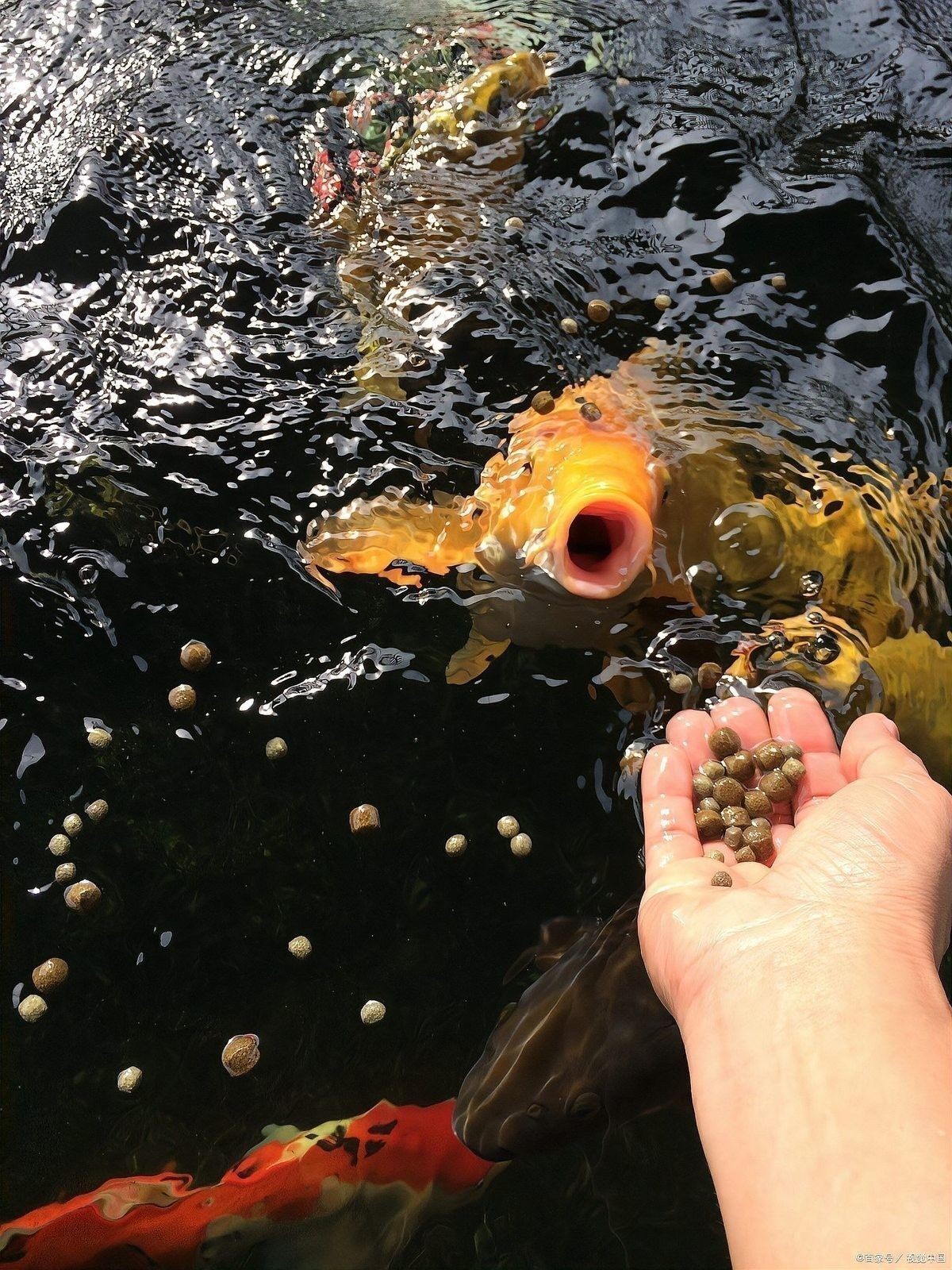 龍魚可以餓多久