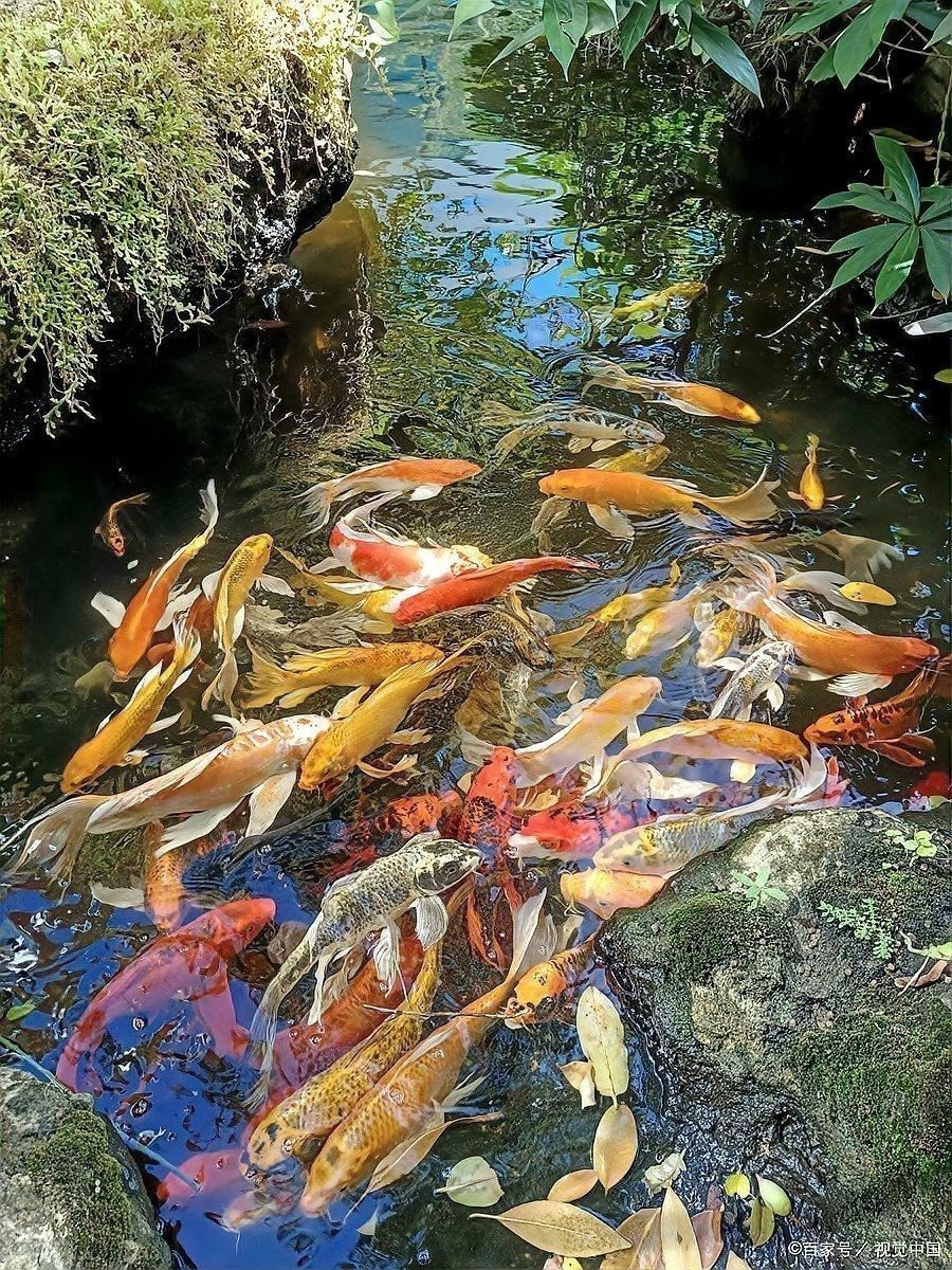 龍魚可以餓多久