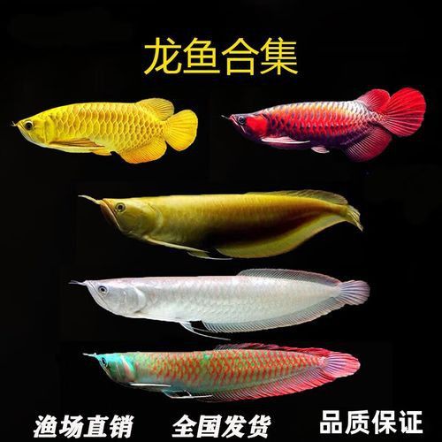 七彩金龍魚多少錢一條圖片