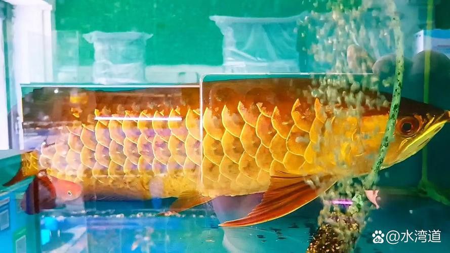 七彩金龍魚多少錢一條圖片