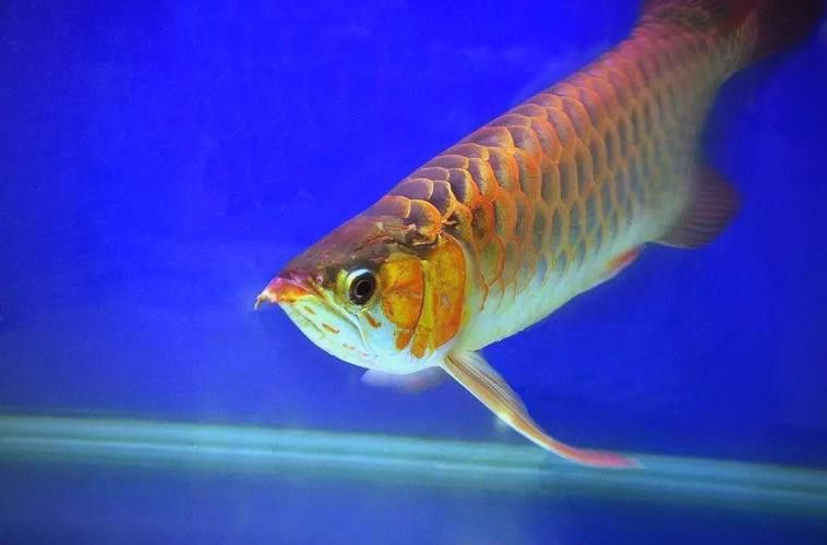 七彩金龍魚多少錢一條圖片