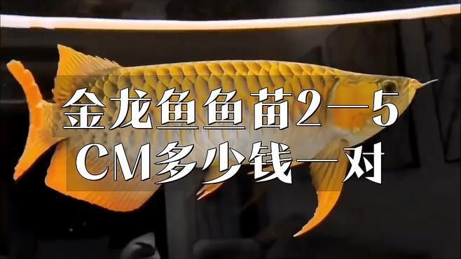 哪里買金龍魚苗實惠又便宜