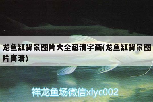 龍魚缸背景圖片大全超清 字畫高清：龍魚缸背景圖大全高清版，字畫清晰適用于家居裝飾