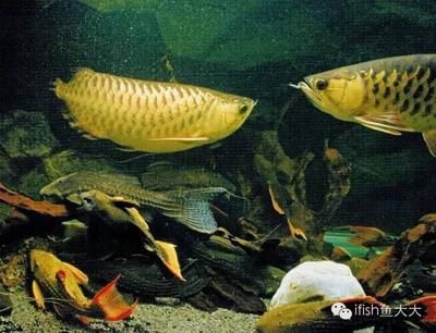 龍魚魟魚混養喂食問題：龍魚和魟魚混養在魚缸中喂食時需要注意一些關鍵問題