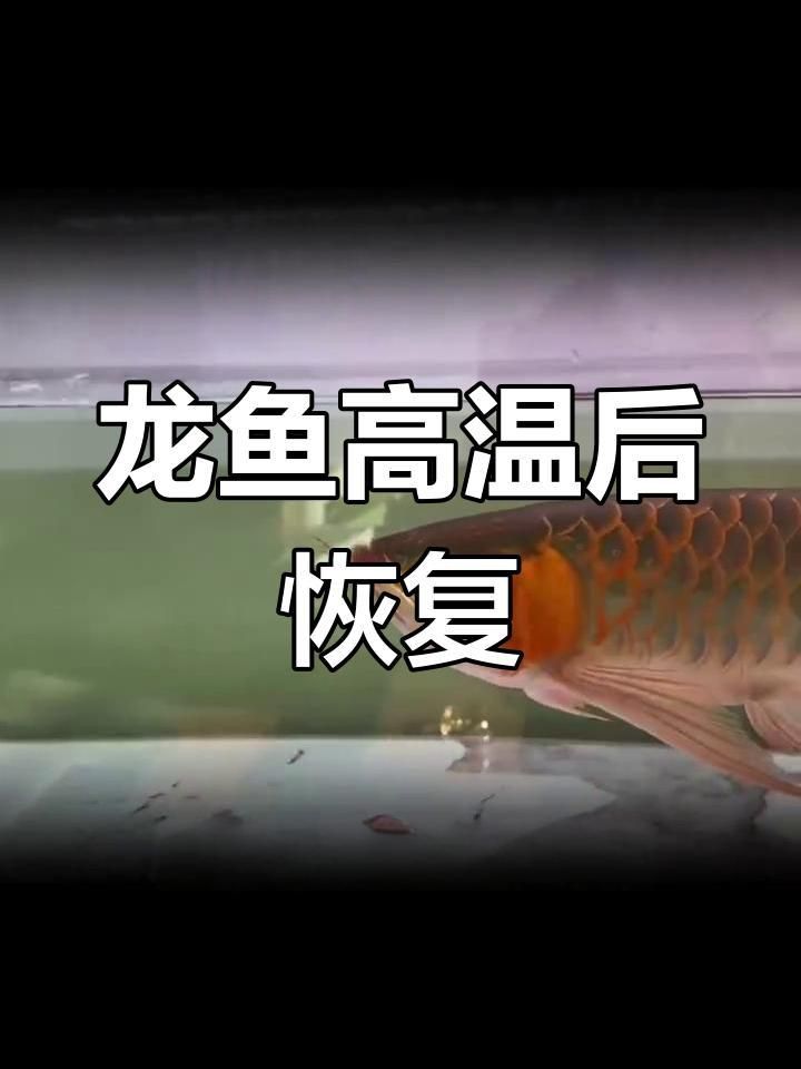 龍魚浮頭如何緊急處理？