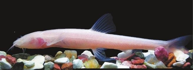 泥鰍怎么喂龍魚好：喂食泥鰍給龍魚的最佳實踐