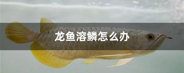 龍魚(yú)對(duì)水流速度的要求是什么，：龍魚(yú)對(duì)水流速度的要求