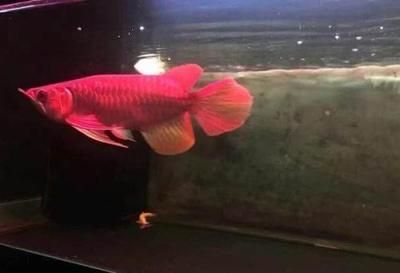 龍魚 炸鱗：養龍魚最適合的魚缸尺寸