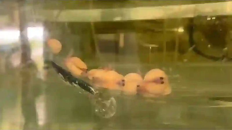 上海魚缸sianlon祥龍魚場