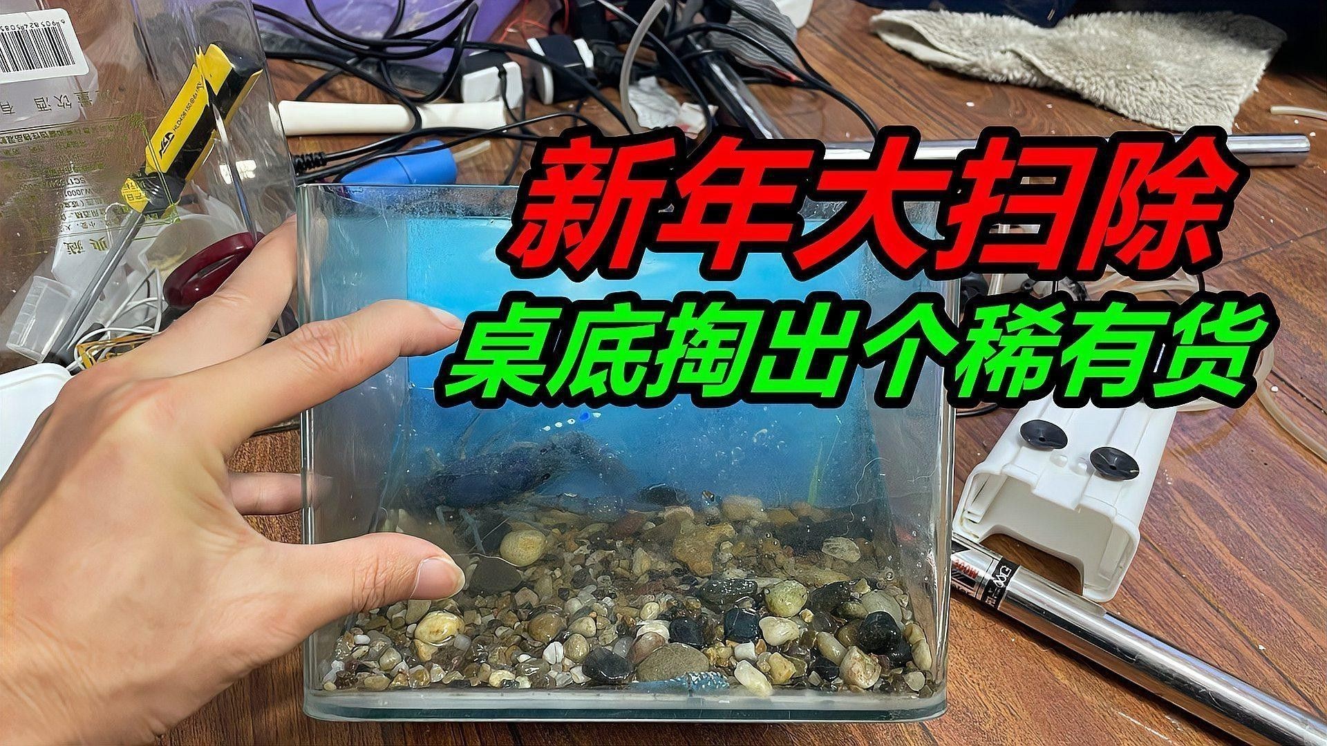 巴卡雷龍魚需要加溫嗎怎么養