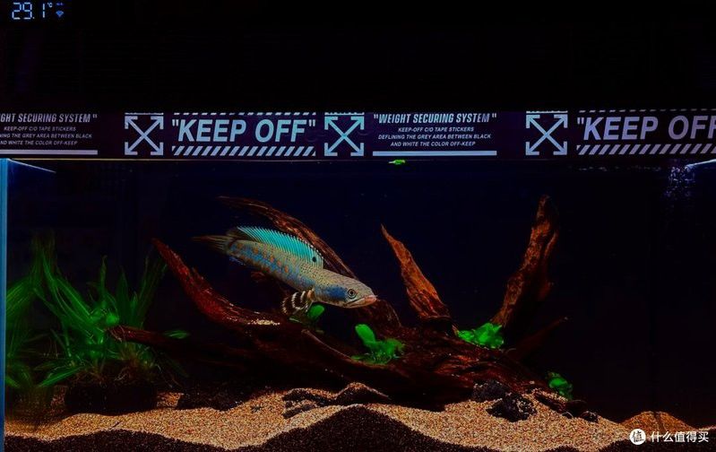 巴卡雷龍魚需要加溫嗎怎么養