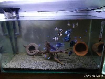 魚缸經常不換水會產生什么后果（如何正確維護魚缸水質）