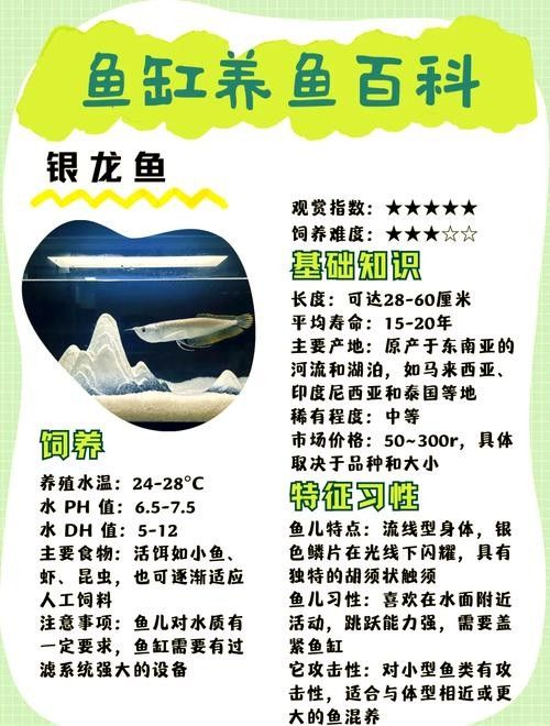 銀龍魚苗養殖注意事項有哪些圖片