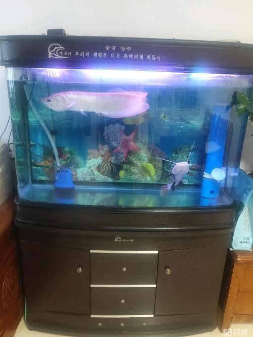 銀龍魚苗養殖注意事項有哪些圖片