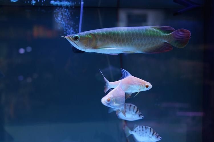 銀龍魚苗養殖注意事項有哪些圖片