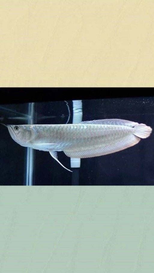 銀龍魚苗養殖注意事項有哪些圖片