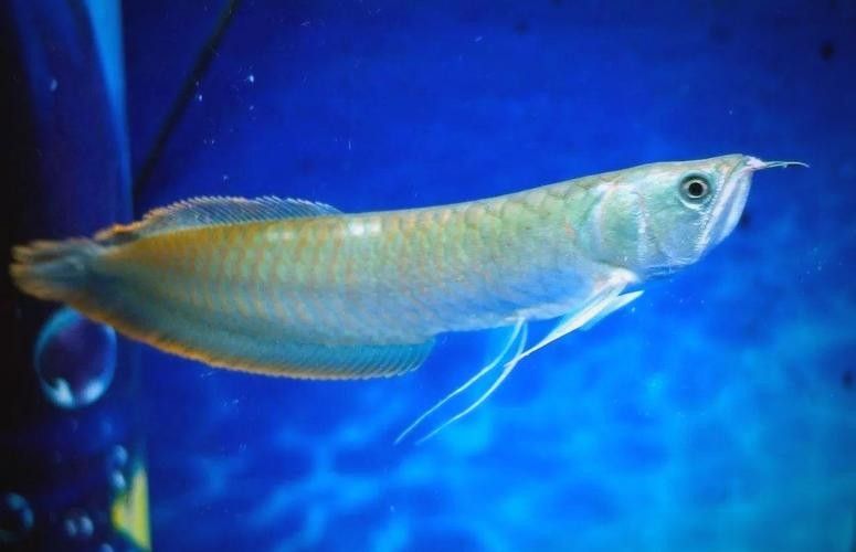 銀龍魚苗養殖注意事項有哪些圖片