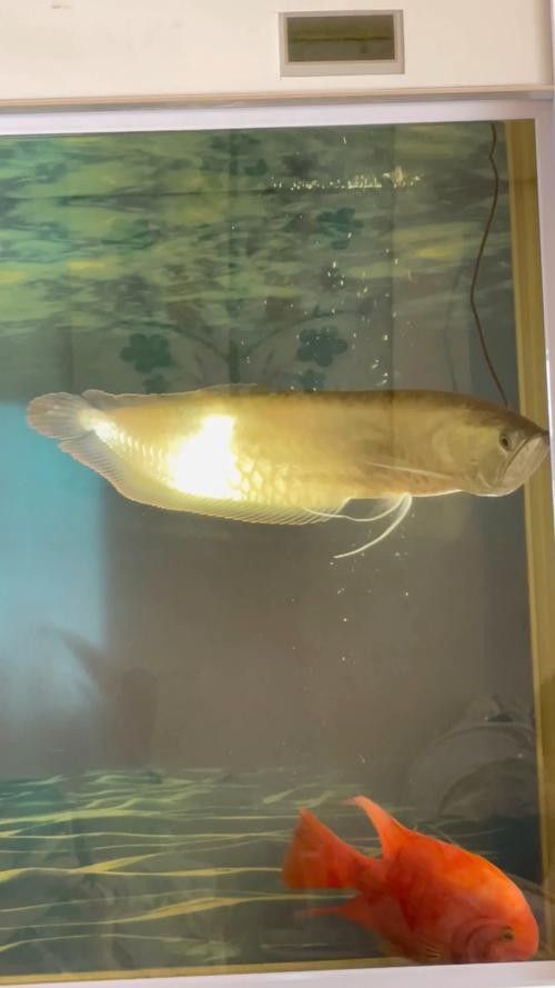 銀龍魚苗養殖注意事項有哪些圖片