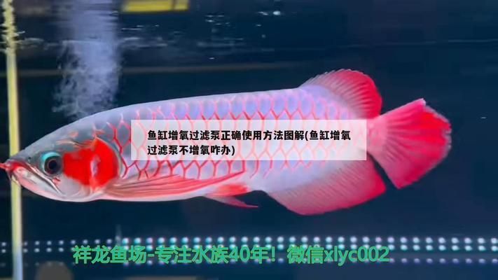 黑云魚繁殖缸內氧氣不足怎么辦：黑云魚繁殖缸內氧氣不足的問題如何增加缸內氧氣含量