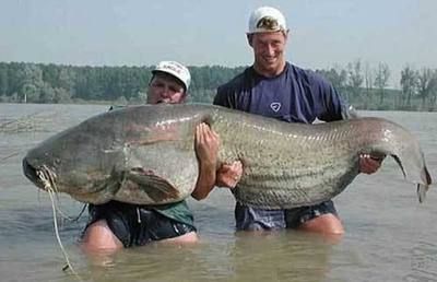 世界第一龍魚排名：世界上最貴的龍魚排名