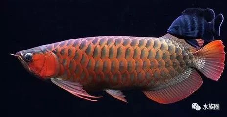 龍魚掉眼了怎么辦：龍魚掉眼了怎么辦龍魚掉眼了怎么處理龍魚掉眼了怎么辦