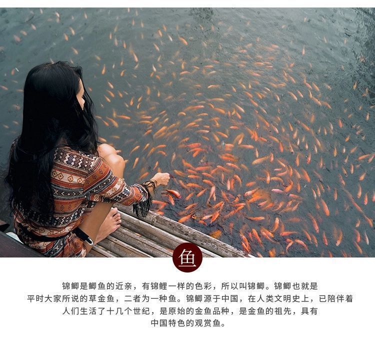 龍魚魚食活魚：關(guān)于龍魚魚食活魚的介紹