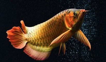 金龍魚60厘米價格表：金龍魚一條多少錢