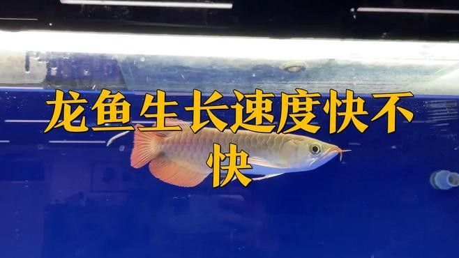 龍魚多大開始進入快速生長期