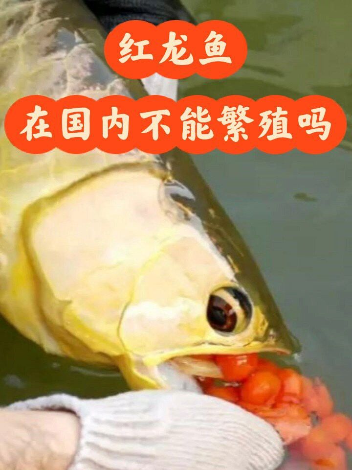 深海紅龍魚的人工繁殖情況