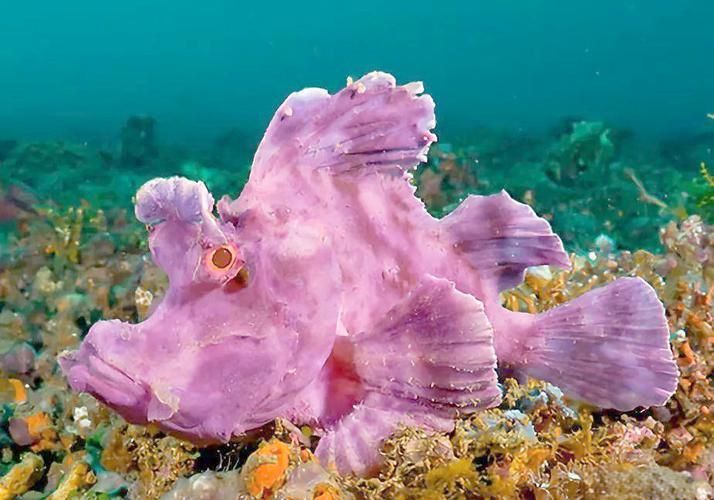 龍王魚長啥樣圖片 龍魚百科 第2張 龍王魚長啥樣圖片 龍王魚長啥樣圖片 龍魚百科 第2張