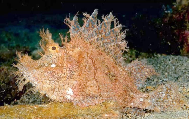 龍王魚長啥樣圖片 龍魚百科 第5張 龍王魚長啥樣圖片 龍王魚長啥樣圖片 龍魚百科 第5張