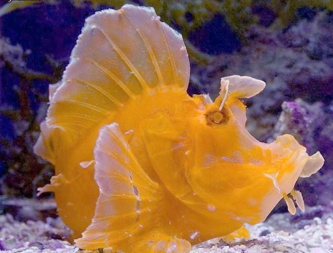 龍王魚長啥樣圖片 龍魚百科 第4張 龍王魚長啥樣圖片 龍王魚長啥樣圖片 龍魚百科 第4張