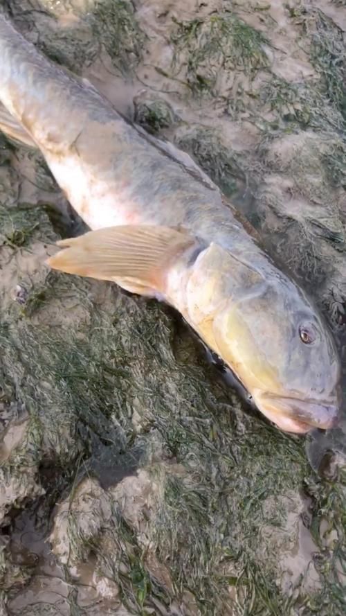 龍王魚長啥樣圖片 龍魚百科 第10張 龍王魚長啥樣圖片 龍王魚長啥樣圖片 龍魚百科 第10張