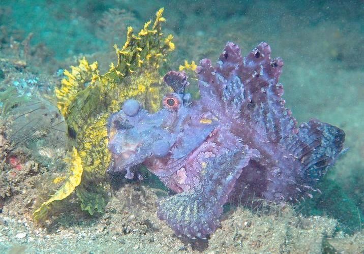 龍王魚長啥樣圖片 龍魚百科 第11張 龍王魚長啥樣圖片 龍王魚長啥樣圖片 龍魚百科 第11張