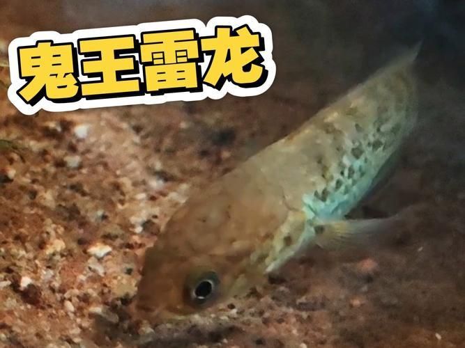 龍王魚長啥樣圖片 龍魚百科 第15張 龍王魚長啥樣圖片 龍王魚長啥樣圖片 龍魚百科 第15張