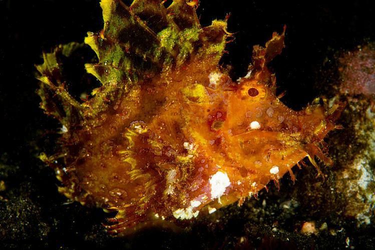 龍王魚長啥樣圖片 龍魚百科 第14張 龍王魚長啥樣圖片 龍王魚長啥樣圖片 龍魚百科 第14張