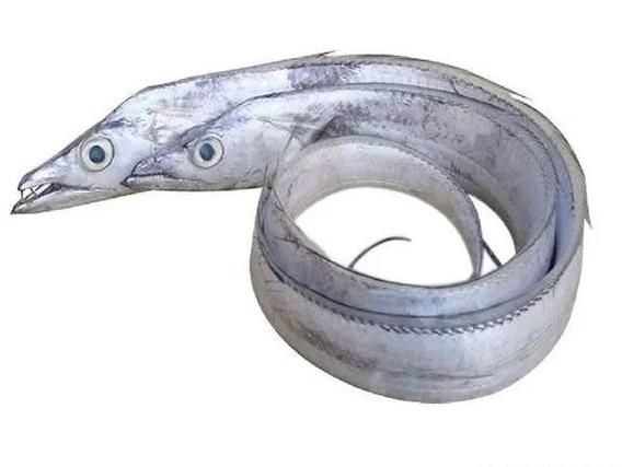 龍王魚長啥樣圖片 龍魚百科 第17張 龍王魚長啥樣圖片 龍王魚長啥樣圖片 龍魚百科 第17張