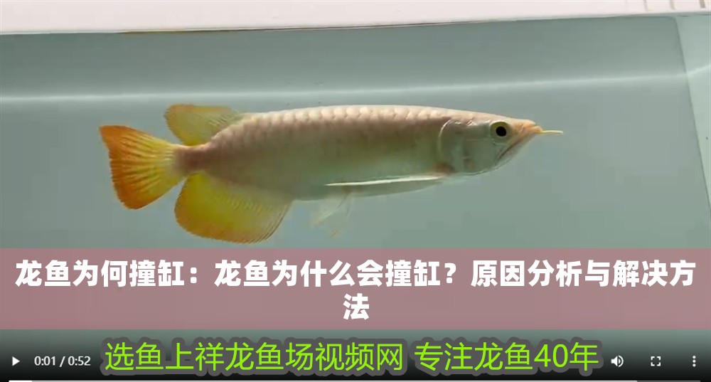 龍魚為何撞缸：龍魚為什么會撞缸？原因分析與解決方法