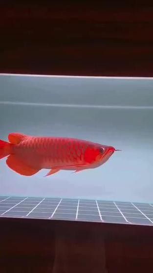 我要看紅龍魚的圖片