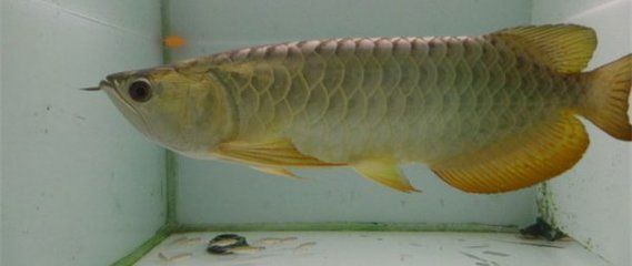 金龍魚(yú)銀龍魚(yú)的區(qū)別在哪，金龍魚(yú)與銀龍魚(yú)的區(qū)別